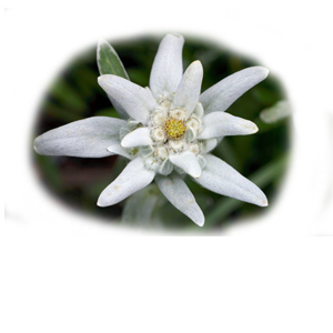 edelpure edelweiss flower