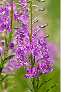 canadian willowherb