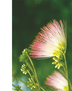 persian silk tree