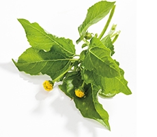 paracress flower extract
