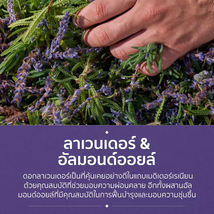 แชมพู Herbal Essences Shampoo Lavender Anti Frizz