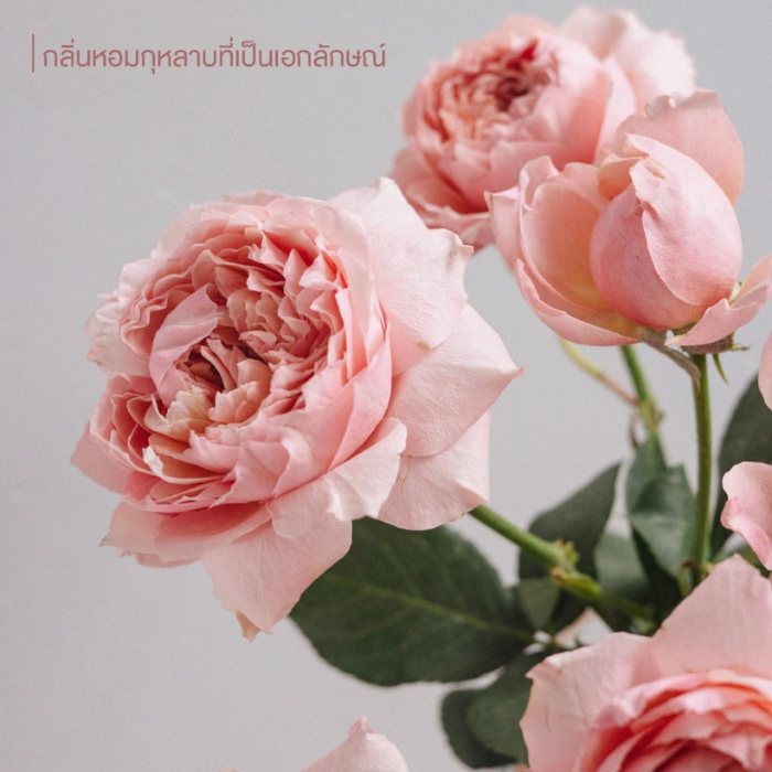 ออยล์บำรุงผมสูตรผมแห้งเสีย &honey Moist Shine Hair Oil
