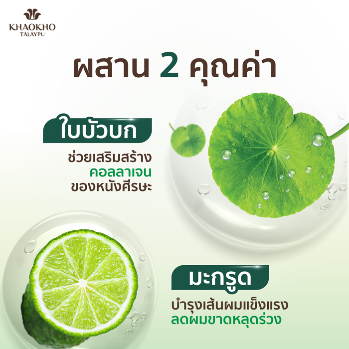 แชมพูสระผม Khaokho Talaypu Leech Lime & Centella Herbal Shampoo