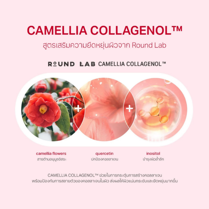 ครีมลดริ้วรอย Round Lab Camellia Deep Collagen Firming Cream ครีมลดริ้วรอย Round Lab Camellia Deep Collagen Firming Cream