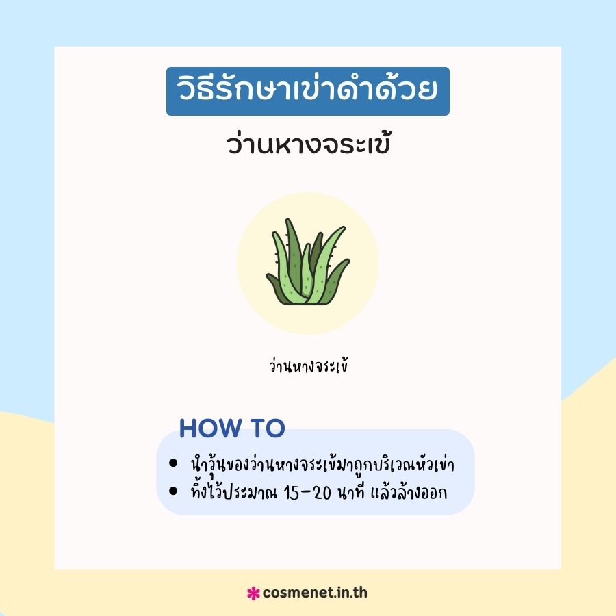 แก้หัวเข่าดำด้วยว่านหางจระเข้