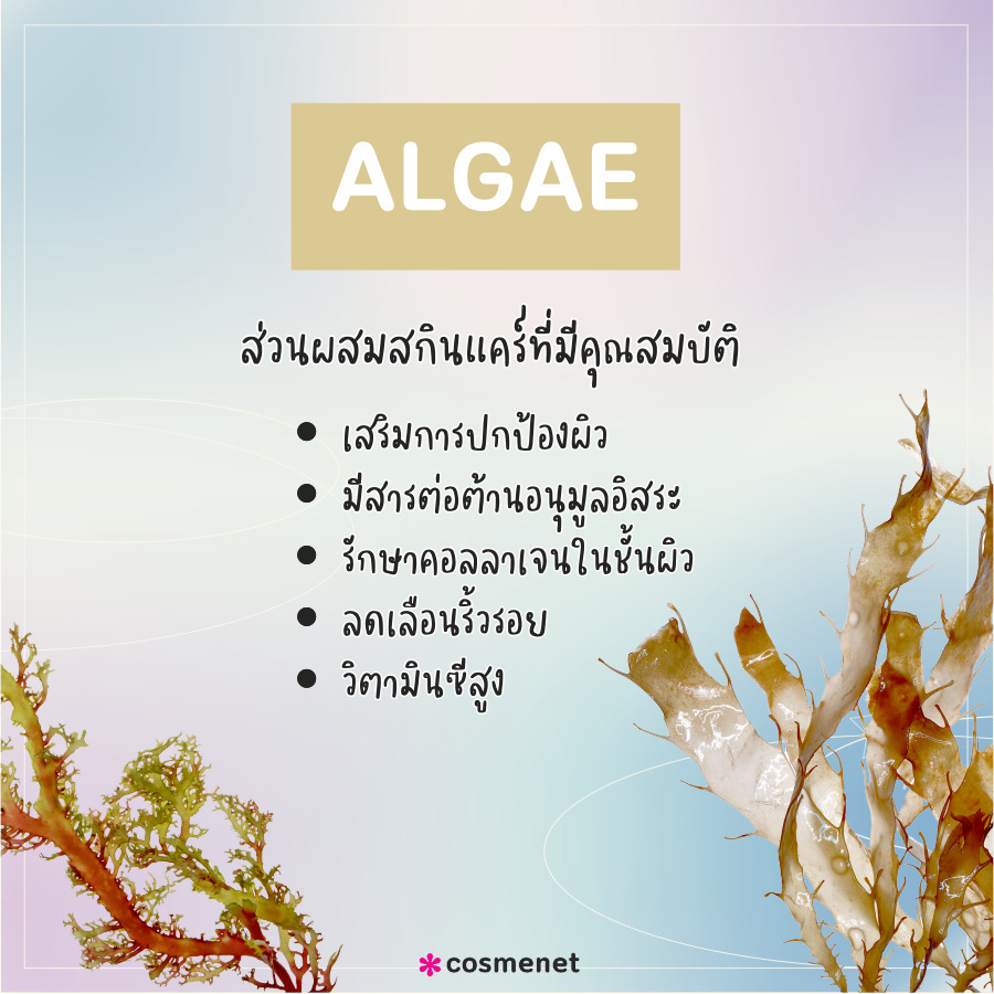 Algae ส่วนผสมสกินแคร์ ยอดนิยม