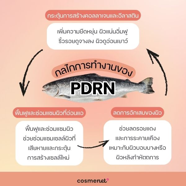 กลไกการทำงานของ PDRN