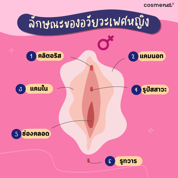 ลักษณะของอวัยวะเพศหญิง