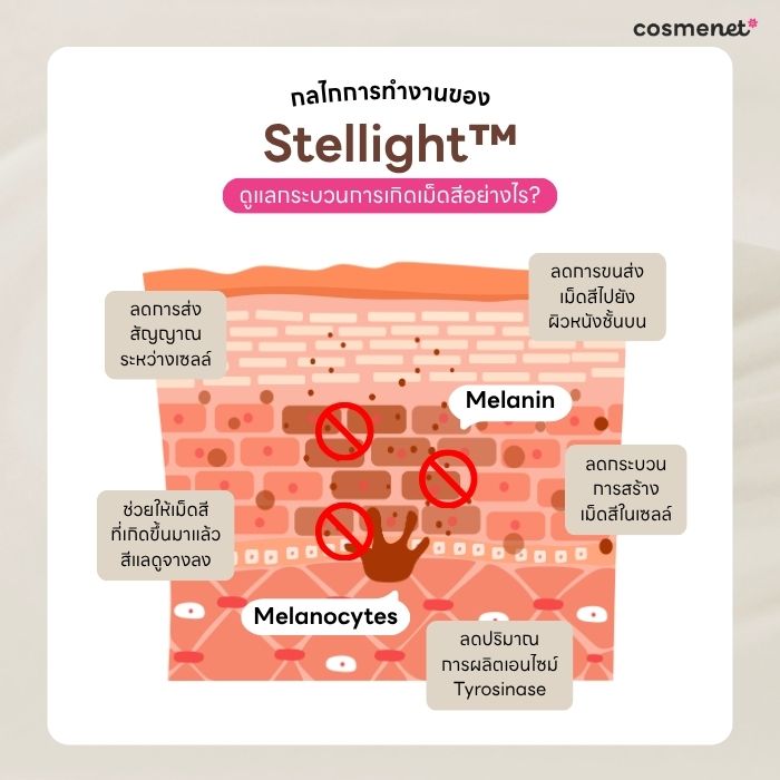Stellight™ ช่วยดูแลกระบวนการเกิดเม็ดสีอย่างไร
