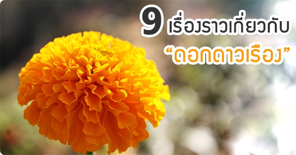 9 เรื่องเกี่ยวกับ "ดอกดาวเรือ"