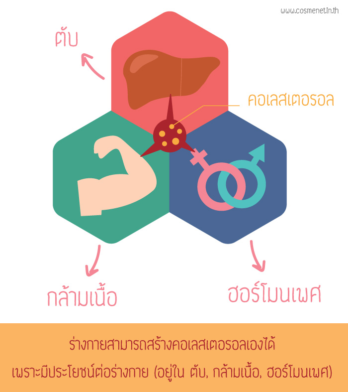 คอเลสเตอรอล