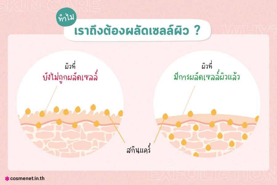 ทำไมเราถึงต้องผลัดเซลล์ผิว ผลัดเซลล์ผิวทำไม?